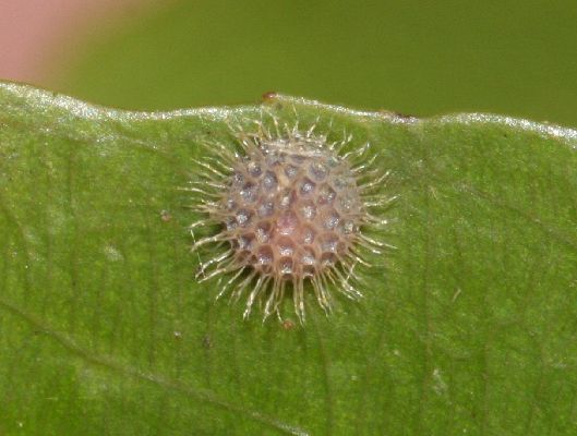 Bebearia arcadius egg